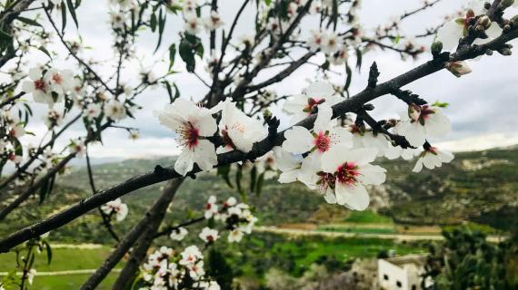 قرية جيت شرقي مدينة قلقيلية شمال الضفة الغربية المحتلة