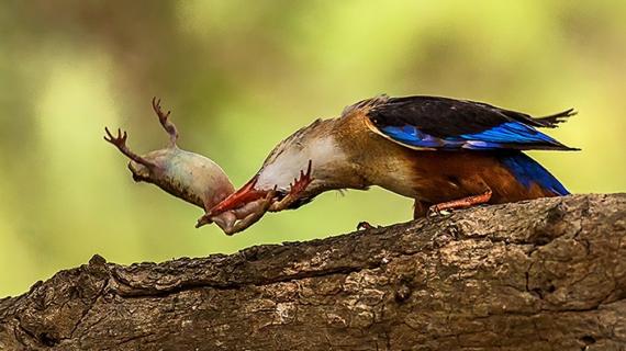 صور متنوعة لعدد من الطيور في سلطنة عمان التقطها المصور khalid Ateeq