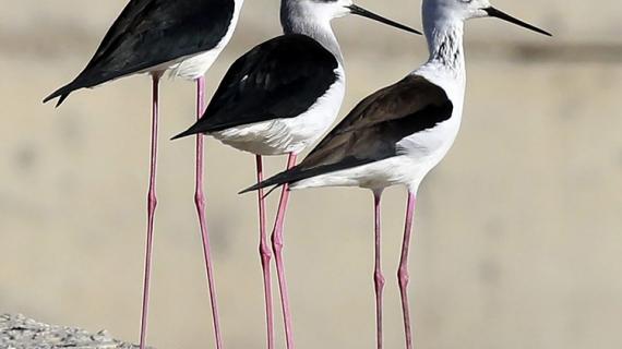 طيور "الطول" تبحث عن طعامها