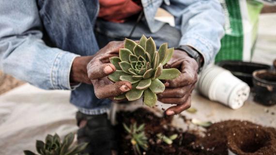 مزارع فلسطيني يعتني بشتل الصبار في حضانته الخاصة في بيت لاهيا