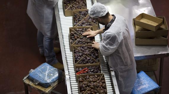 مراحل انتاج تمور المجهول من الشجرة حتى المستهلك