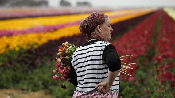 الزهور والطبيعة في أراضينا المحتلة التي يقام عليها المستوطنات القريبة من غزة