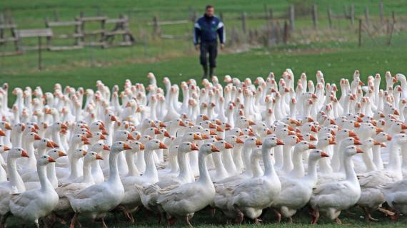 مزرعة أوز في ألمانيا التي ترعى آلاف الإوزات بدل المواشي منذ 3 عقود مضت