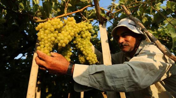 مزارع فلسطيني يقطف كروم العنب من الأراضي الزراعية في غزة