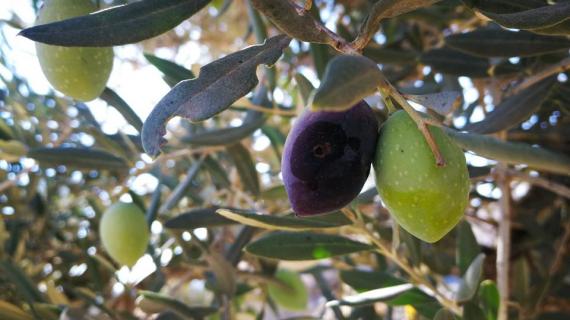 فلسطينيون يستعدون لموسم قطف ثمار الزيتون في بلدة بيت ريما