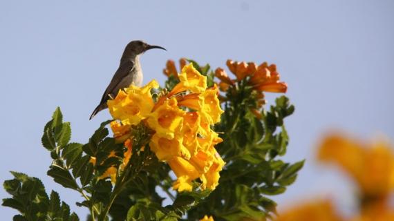 طائر عصفور الشمس الفلسطيني