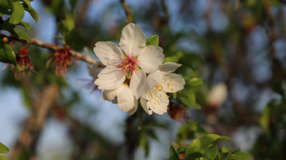 حقول اللوز في منطقة الفخاري في خانيونس