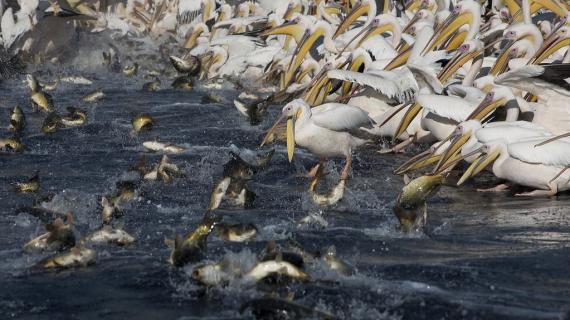 أسراب من طيور البجع تحط في فلسطين خلال رحلة هجرتها السنوية