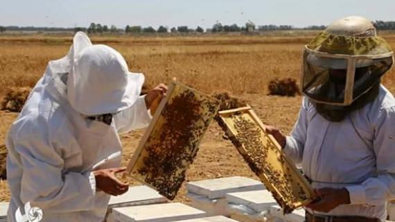 موسم جني العسل في قطاع غزة