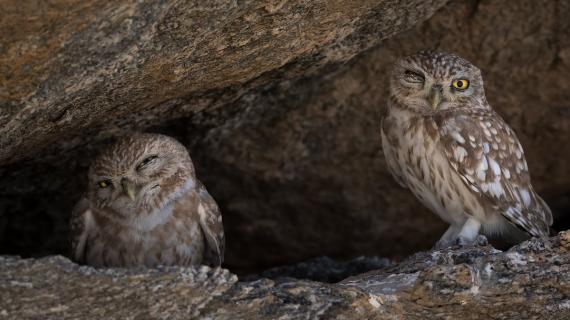 صور لمجموعة من الطيور في سلطنة عمان التقطها المصور محمد البرعمي