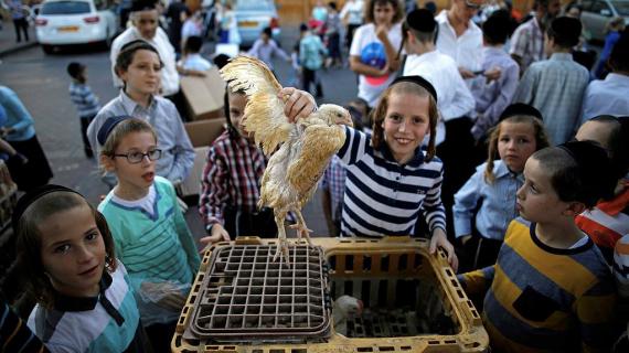 اليهود يستعدون للاحتفال بعيد "الغفران" أو ما يسمّى بـ"الكيبور" اليهودي على أراضي فلسطين المحتلة