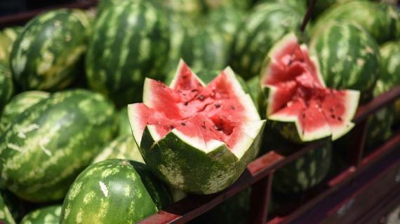 البطيخ فى غزة