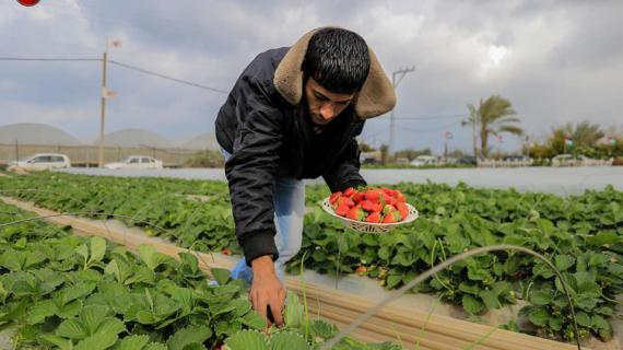 موسم قطف الفراولة في بيت لاهيا شمال قطاع غزة
