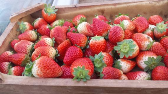 الفراولة في بلدة بيت لاهيا شمال قطاع غزة