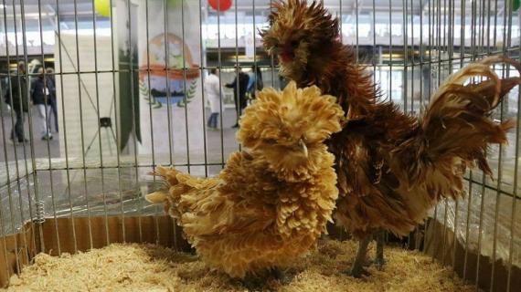 إسطنبول تحتضن مسابقة ملكة جمال "دجاج الزينة" بمشاركة 600 دجاجة من 32 ولاية تركية