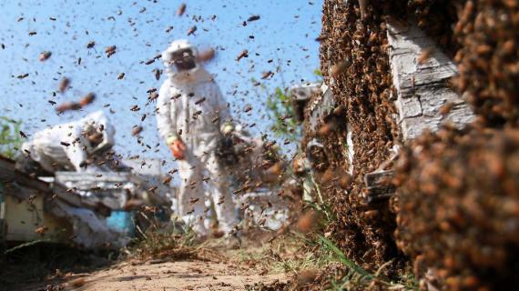 موسم جني العسل في قطاع غزة