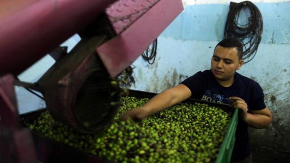 موسم قطف وعصر ثمار الزيتون في قطاع غزة