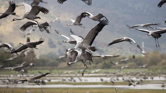 طيور مهاجرة تمر ببحيرة الحولة شمال فلسطين