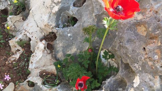 أجواء الطبيعة في فلسطين / قبلان نابلس