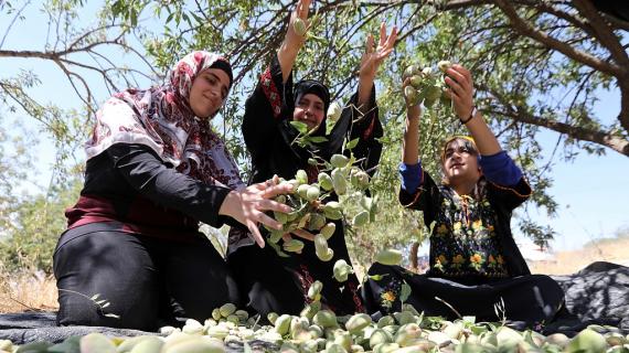 قطف ثمار اللوز الأخضر في الخليل