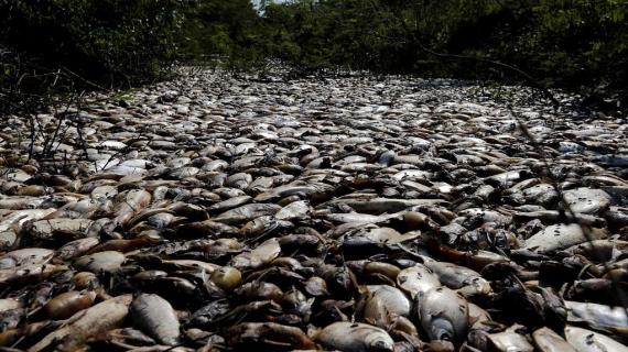 نهر في الباراغواي من آلاف الأسماك الميتة بسبب التلوث والاحتباس الحراري