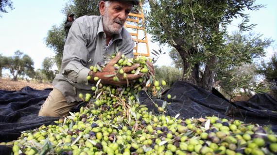 قطف وجمع ثمار الزيتون في بلدة مركة جنوب غربي جنين