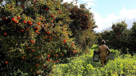 موسم حصاد الحمضيات في بلدة بوفاريك الجزائرية