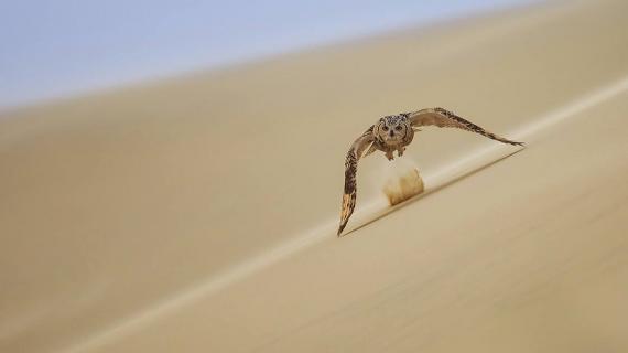 صور لمجموعة من الطيور والحيوانات من مناطق مختلفة التقطها المصور  Haitham alshanfari