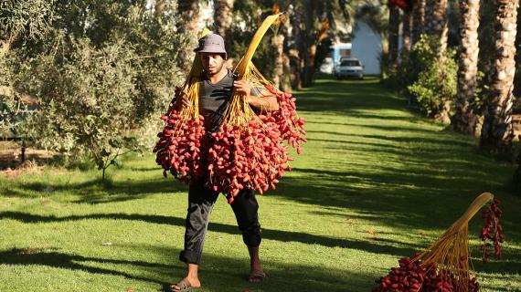 بدء موسم حصاد أشجار النخيل في مدينة دير البلح وسط قطاع غزة