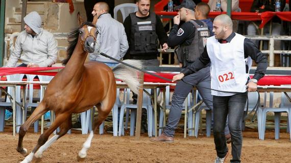 انطلاق مسابقة أبطال فلسطين لجمال الخيول العربية الأصيلة في أريحا
