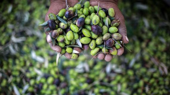 موسم الزيتون في غزة