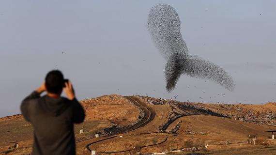 أشكال رائعة لأسراب الطيور جنوب فلسطين المحتلة
