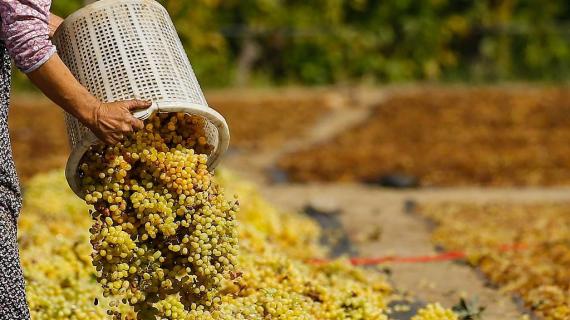 تجفيف العنب تحت أشعة الشمس في مدينة مانيسا التركية