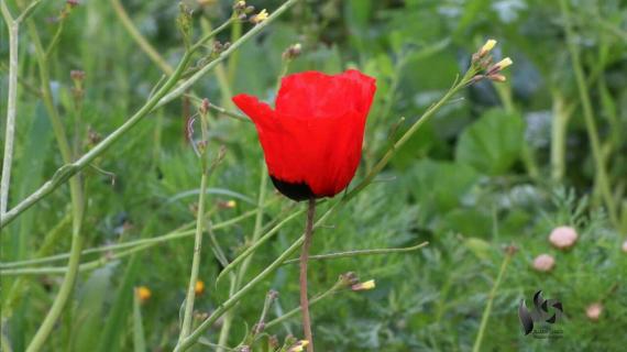ربيع فلسطين أزهار الحنون " شقائق النعمان"