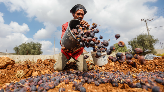 فلسطيني من بلدة سلواد يجمع ثمار التين ويجففه لصناعة القٌطين