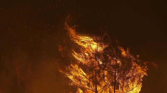 تواصل الحرائق في غابات البرتغال