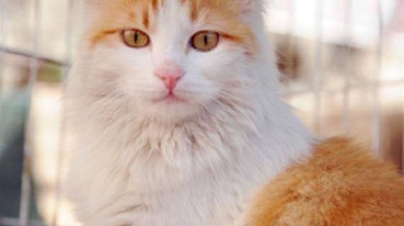 "بارِش" قطة سورية خرجت من بين الأنقاض لتدخل عالم الشهرة