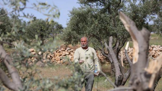 أهالي قرية مخماس جنوب شرق القدس، يتفقدون أكثر من 300 شجرة زيتون دمرها المستوطنون صباح اليوم