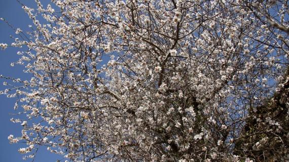 صور تفتح أزهار  اللوز و الدراق في جبال الخليل .