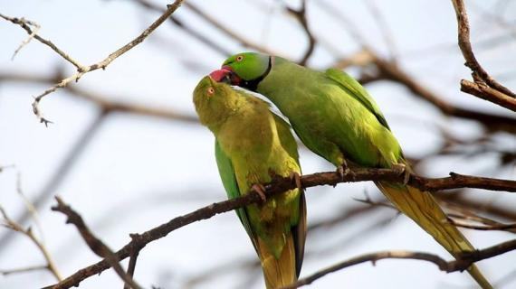 الطيور في مدينة نابلس بالضفة الغربية