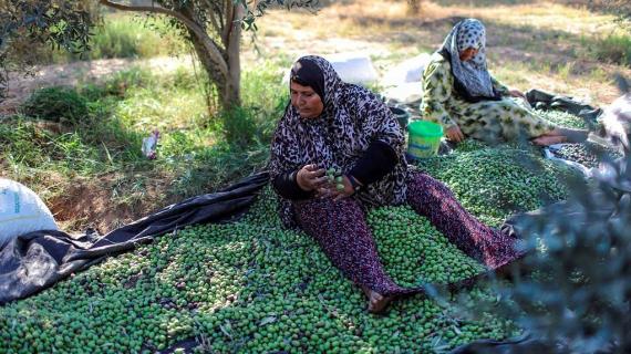 موسم قطف الزيتون في غزة والضفة الغربية