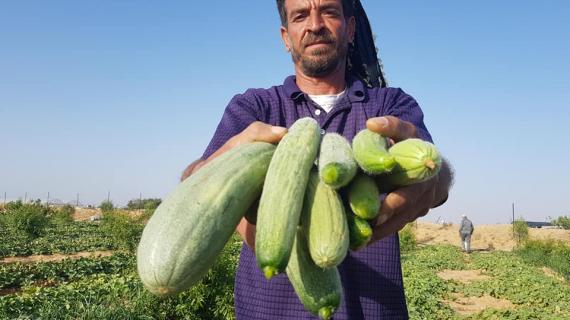 موسم "الفقوس" في قطاع غزة