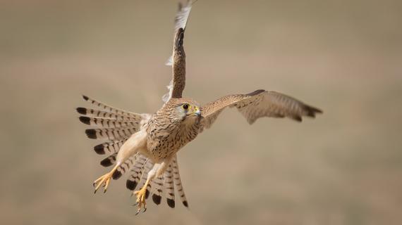 صور لبعض الطيور في منطقة ظفار بسلطنة عمان تصوير:محمد البرعمي