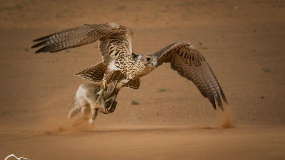 صور لصقر يصطاد في الصحراء التقطها المصور  عبدالرحمن سعد
