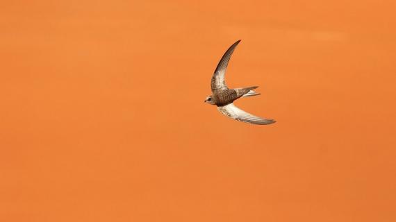 صور لطائر "مسّاح الريضان"