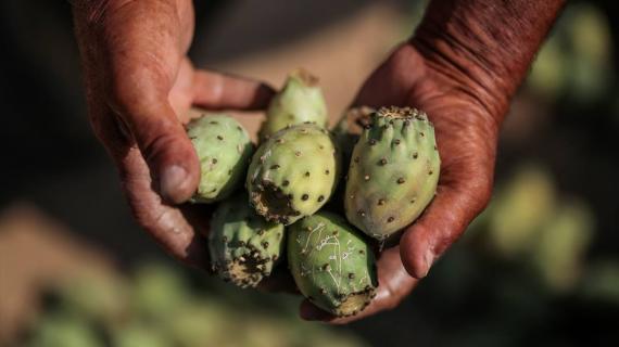 “الصّبر” ثمرة أهالي غزة المفضلة