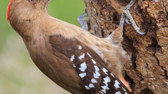 صور لمجموعة من الطيور التقطها المصور  Bandar  Aljaber