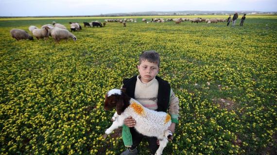 الربيع في مدينة الباب قضاء حلب - سوريا