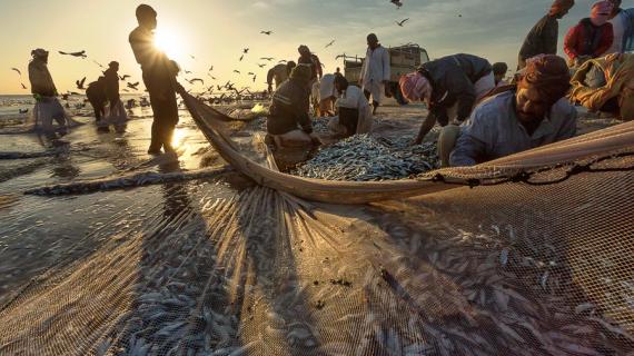 مجموعة من الصور التقطها المصور أحمد الطوقي لموسم صيد السردين بمحافظة ظفار بسلطنة عمان
