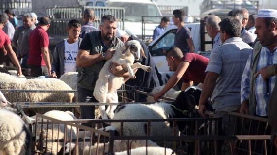 أسواق الأضاحي في مدينة الخليل بالضفة المحتلة تشهد إقبالا كبيراً من المواطنين استعداداً لعيد الأضحى